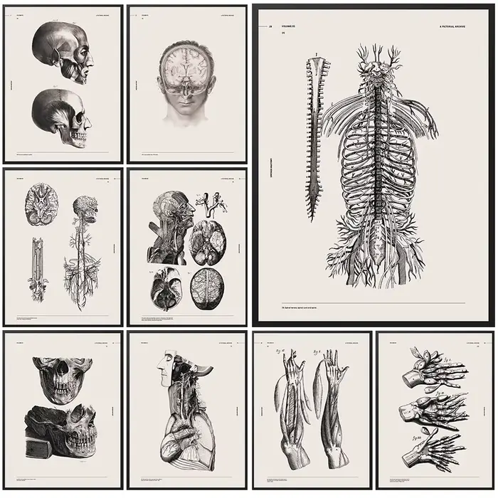 Affiches d'art sur l'anatomie antique