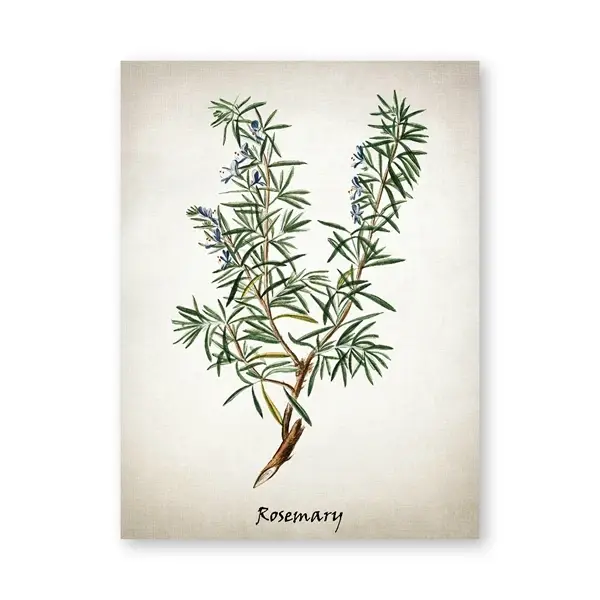 Affiches et impressions d'herbes culinaires vintage, peinture d'art sur toile d'herbes, décor d'imag
