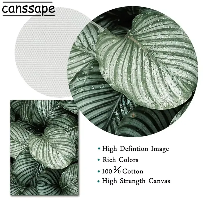 Affiches de plantes succulentes