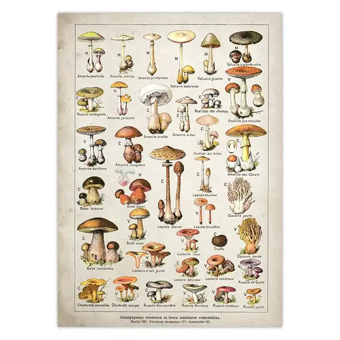 Affiche botanique dos pour chambres plus lentes Champignons