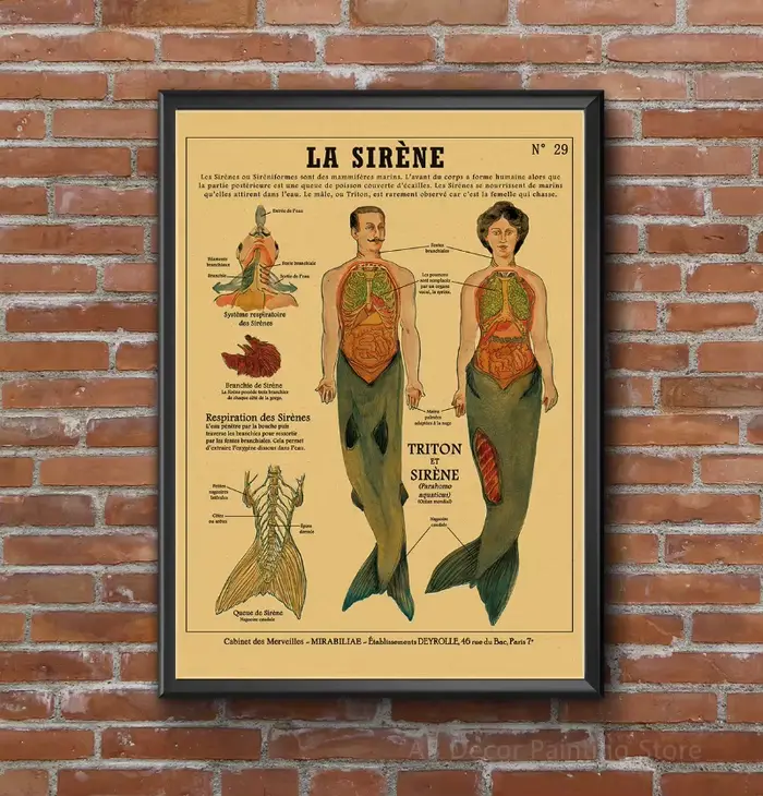 Affiche d'anatomie de sirène