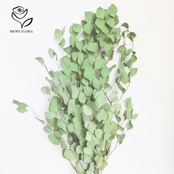 Feuilles d'eucalyptus conservées