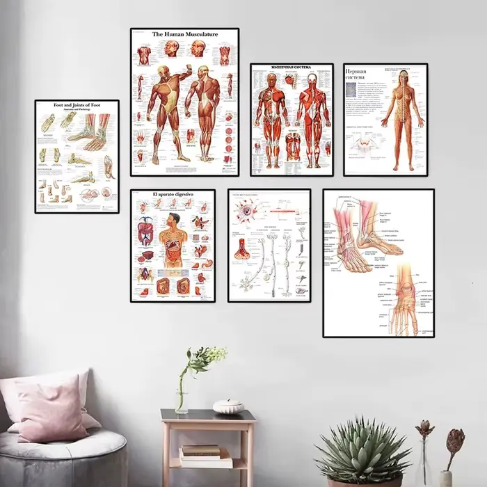 Affiche HD d'anatomie humaine