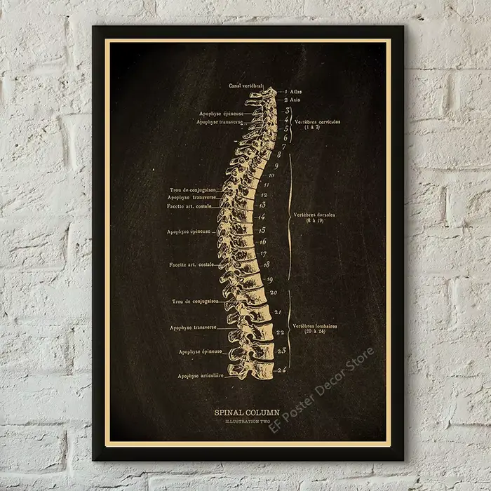 Affiche médicale Vintage, Illustration d'anatomie, affiches imprimées, Cage nerveuse/cœur humain/cer