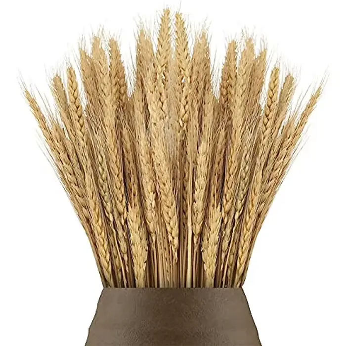 Pointes de blé séchées naturelles pour la décoration
