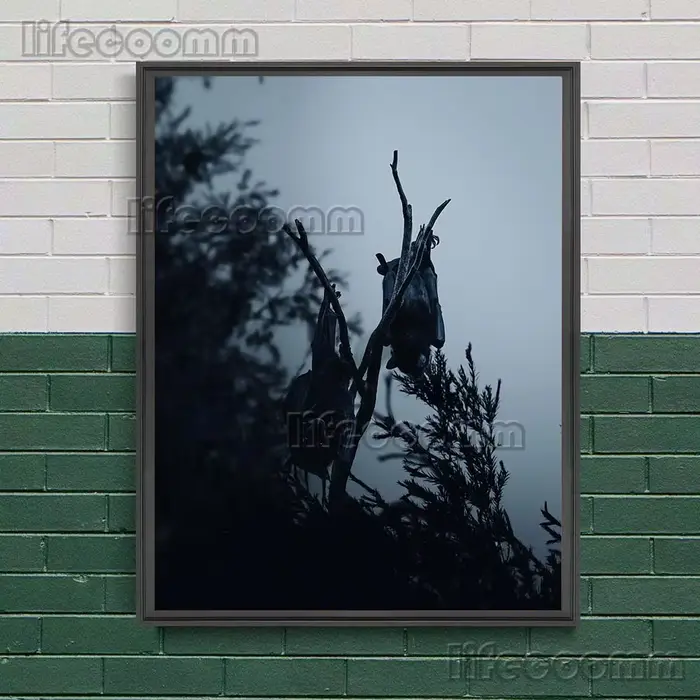 Toile d'art mural le Terrible chauve-souris dans la nuit, photographies de chauve-souris à sang froi