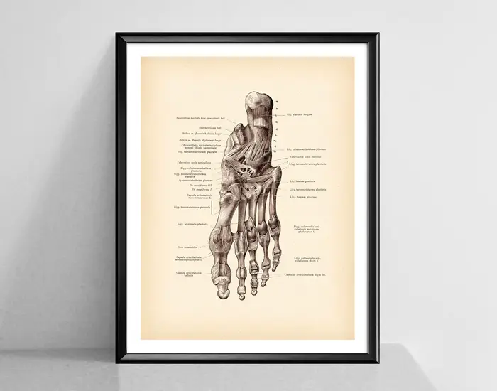 Affiches d'art d'anatomie Vintage imprimées de pied humain, décor mural de clinique d'art médical, c