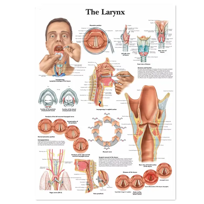 Affiches et impressions sur le larynx, tableau mural d'anatomie humaine, peinture sur toile, décorat