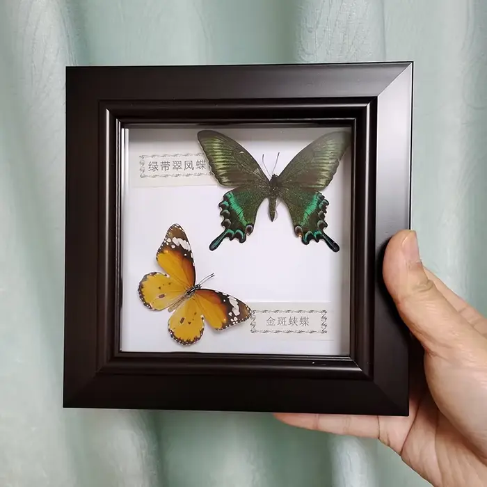 Véritable papillon encadré à la main deux papillons spécimen dans la boîte d'ombre Collection Unique taxidermie objets