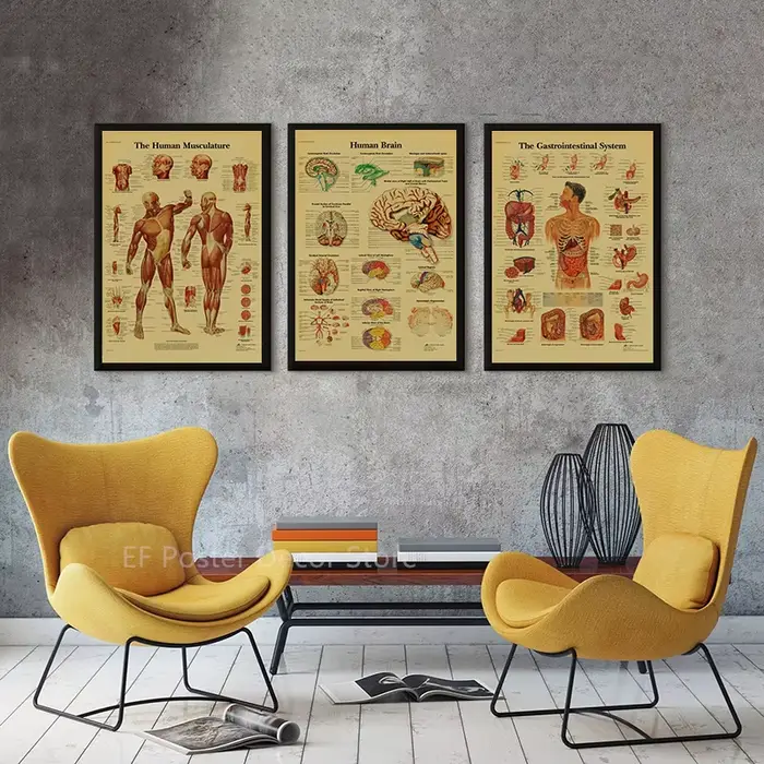 Affiche d'Anatomie et de Physiologie