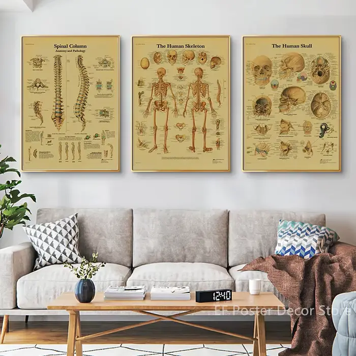 Affiche d'Anatomie et de Physiologie