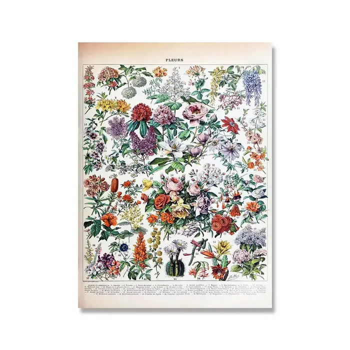 Affiches et imprimés Vintage d'encyclopédie Adolphe Millot, champignons botaniques, herbes, fleurs,