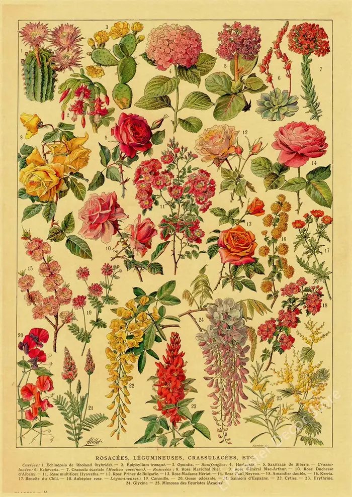 Affiche d'illustration botanique Antique, imprimés d'oiseaux, de plantes fruitières et de fleurs, Vi