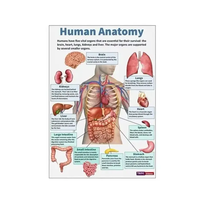 Affiche d'anatomie humaine