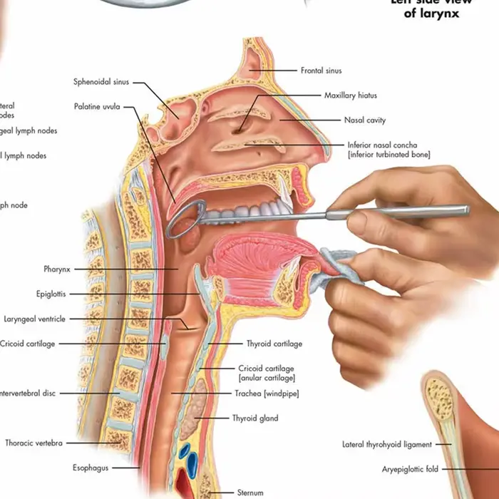 Affiches et impressions sur le larynx