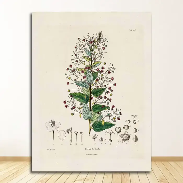 Peinture sur toile botanique, images d'art murales, décor d'études botaniques, affiches et imprimés