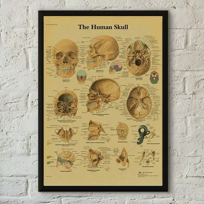 Affiche d'Anatomie et de Physiologie