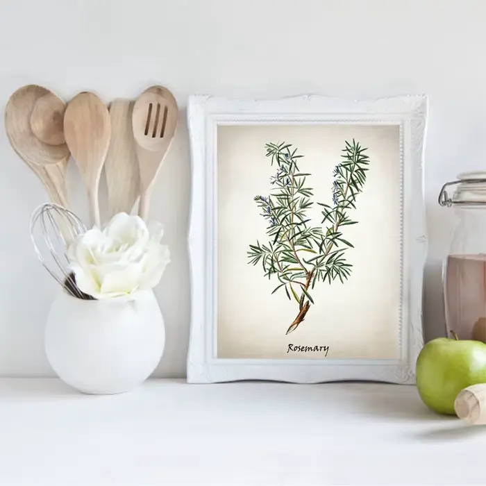 Affiches et impressions d'herbes culinaires vintage