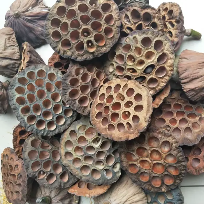 Fleurs d'Annie Naturelles vaccées pour Décoration de Bureau