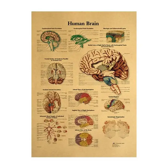 Affiche Vintage cerveau humain, décoration de salle, affiches médicales, autocollants, décoration de