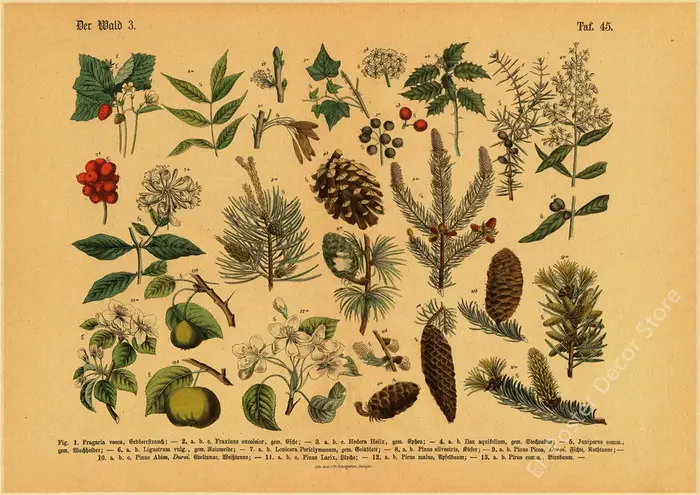 Affiche de botanique de cuisine