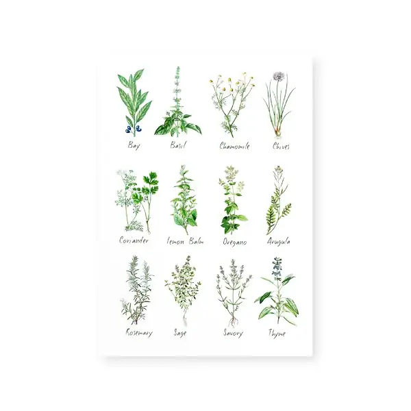 Tableau Botanique d'Art Mural pour la Cuisine, Affiche Imprimée sur Toile, Peinture d'Herbes et d'Ép