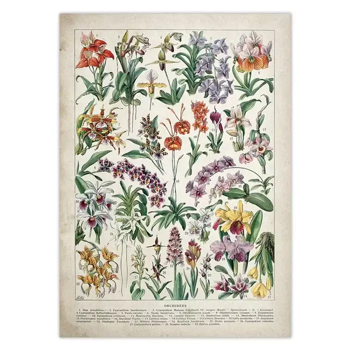 Affiche botanique dos pour chambres plus lentes Champignons