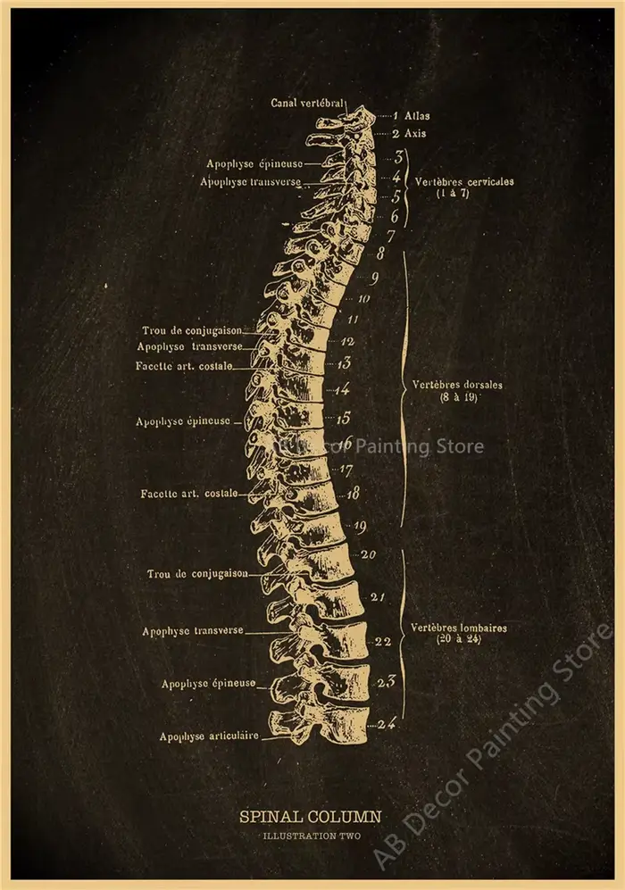Affiches nostalgiques, tableau d'anatomie, imprimés, parties du corps, cœur, main, pied, dessin, Vin