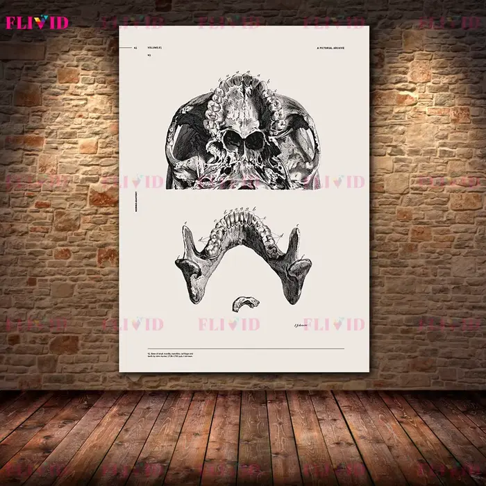 Affiches d'art sur l'anatomie antique