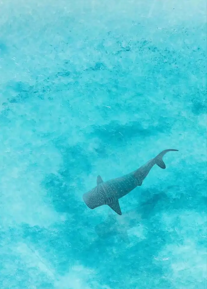 Aquarelle bleue océan organisme marin baleine requin Manta rayons affiche mer plage Surf toile peint