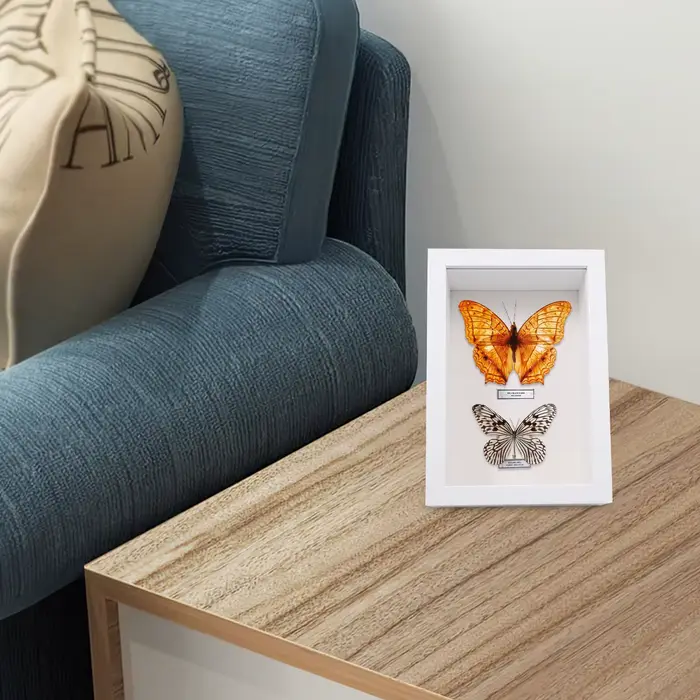 Boîte à spécimens d'insectes en bois élégante faite à la main