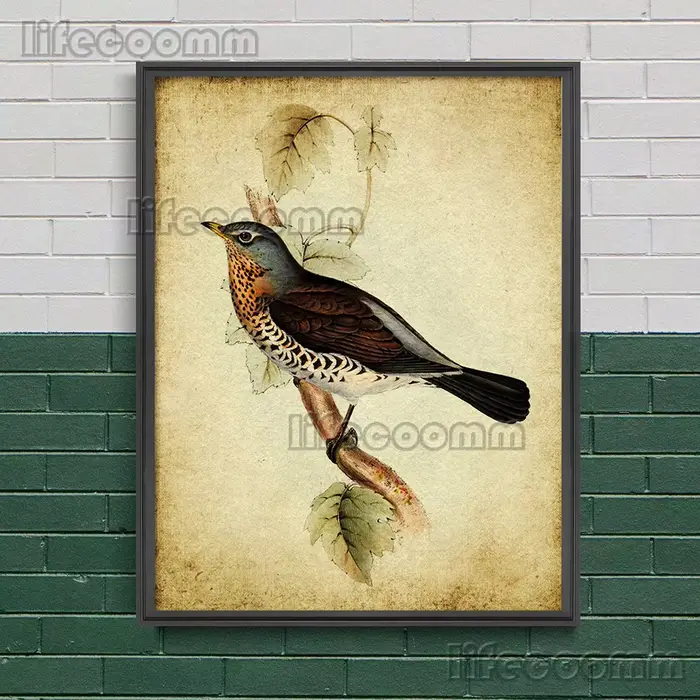 Chaffinch, tétine de charbon