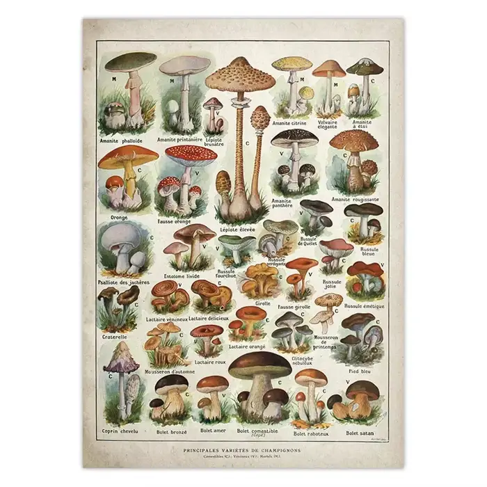 Affiche botanique dos pour chambres plus lentes Champignons, tableau de référence d'identification, 