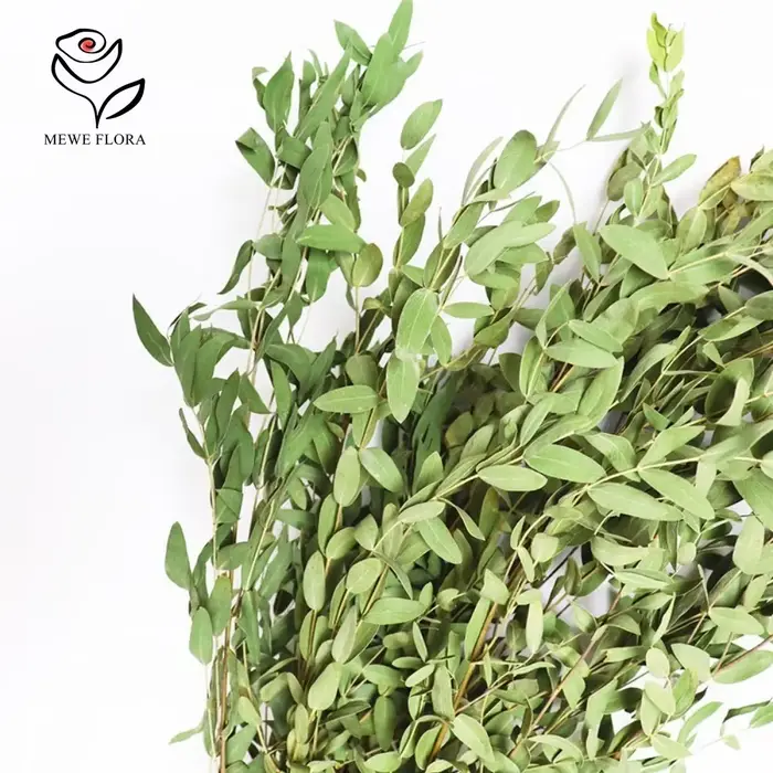 Feuilles d'eucalyptus conservées