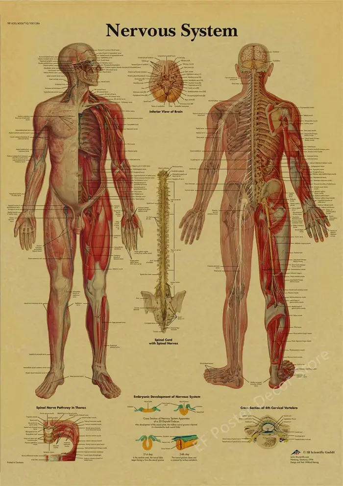 Affiche d'Anatomie et de Physiologie, Imprimés de la Structure du Corps, Impressions Nocturnes, Cham