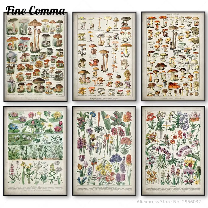 Affiche botanique dos pour chambres plus lentes Champignons