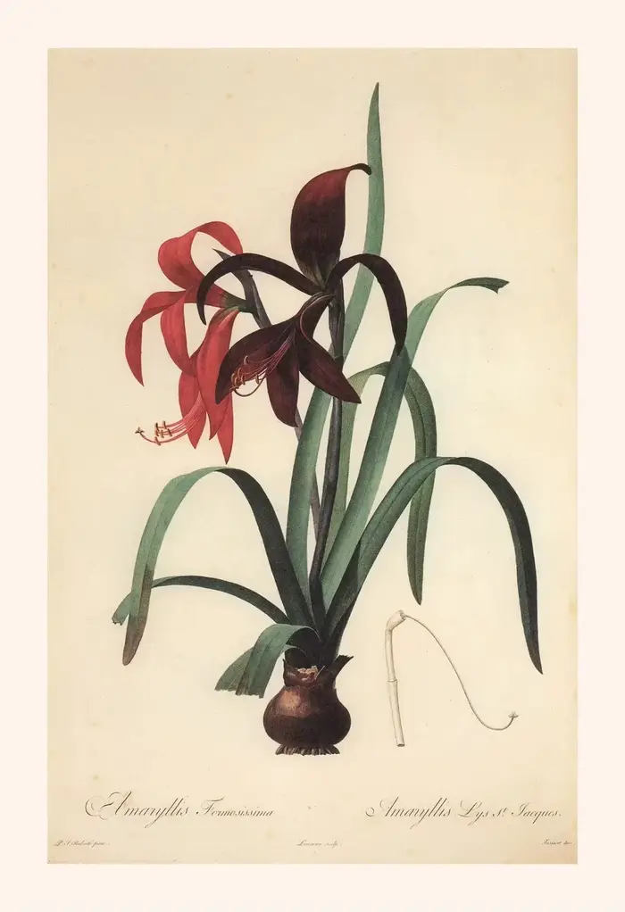 Affiches et imprimés botaniques Vintage, couleur Blush, Crinum Barbados Lily, peinture sur toile, ta