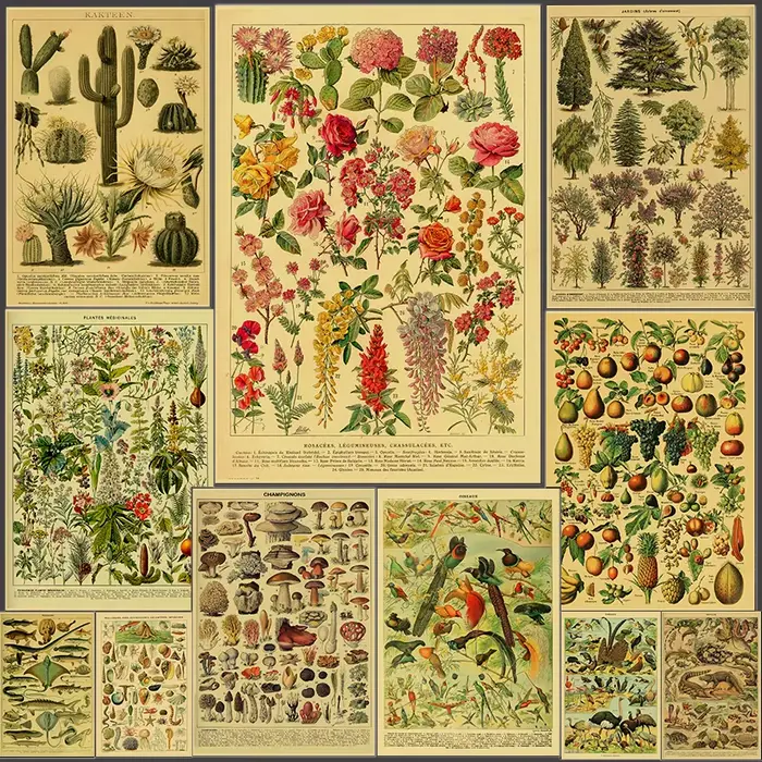 Affiche d'illustration botanique Antique