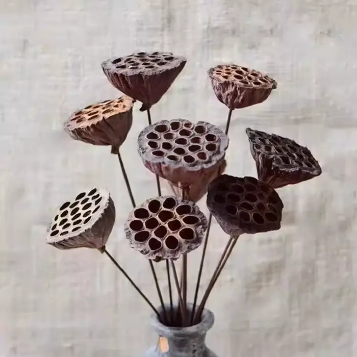 Fleurs d'Annie Naturelles vaccées pour Décoration de Bureau