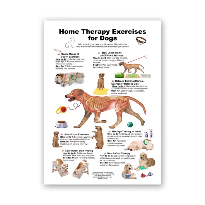 Affiche de diagramme d'anatomie de chien, gardez votre chien et chat, impression saine, peinture sur