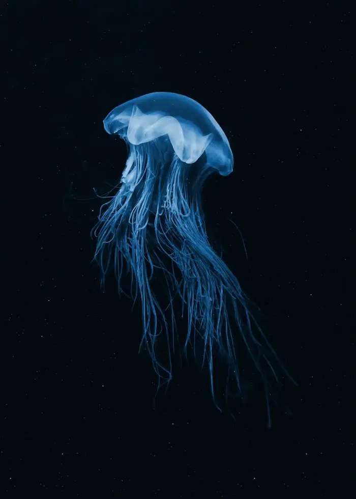 Affiche de nuit de mer abstraite, CreMobCyanea, méduse, calmar, requin, peinture sur toile, art mura