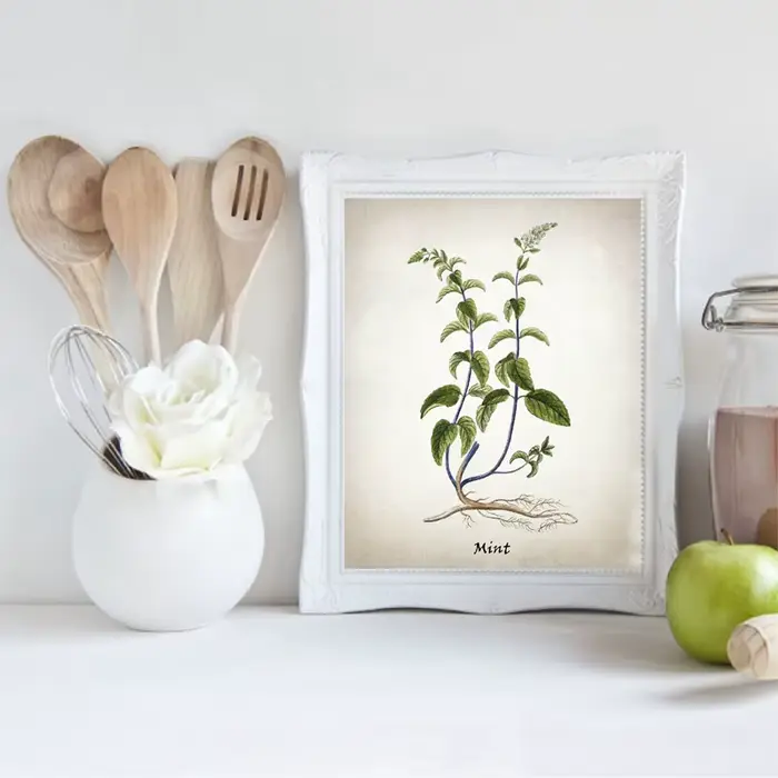 Affiches et impressions d'herbes culinaires vintage