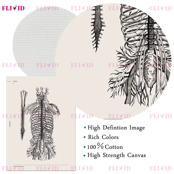 Affiches d'art sur l'anatomie antique