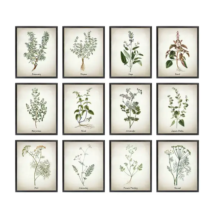Affiches et impressions d'herbes culinaires vintage