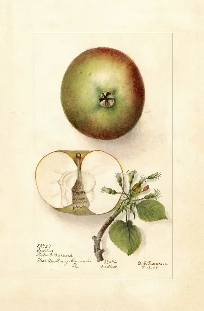 Affiche de fruits Vintage, cuisine, pomme, papaye, mangue, grenade, banane, images d'art murales imp