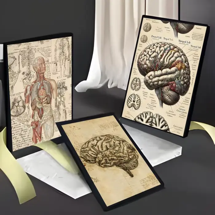 Affiche médicale d'anatomie humaine