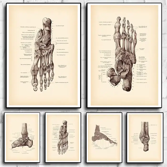 Affiches d'art d'anatomie Vintage imprimées de pied humain