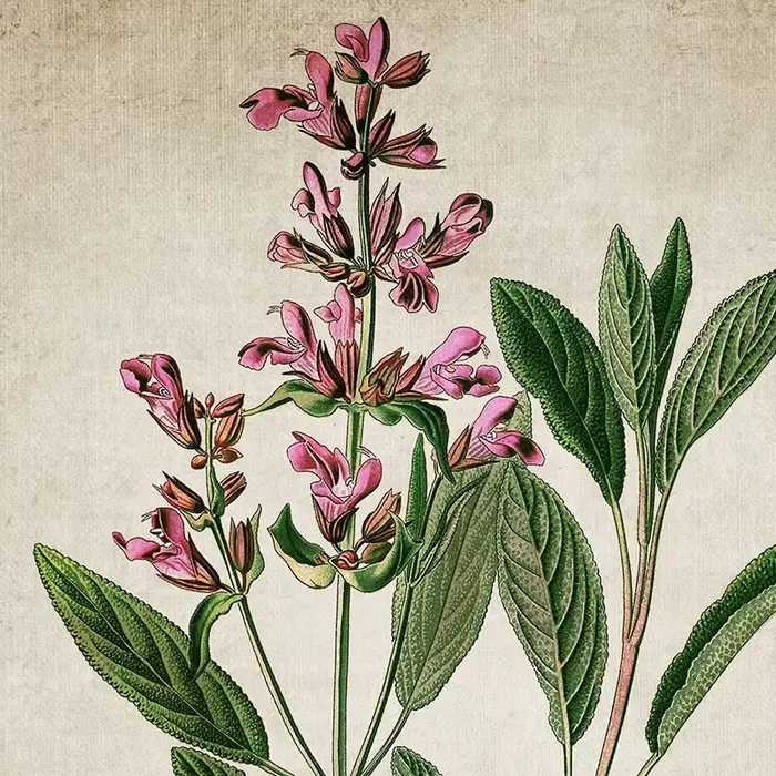Affiche et imprimés sur toile d'art d'herbes Vintage
