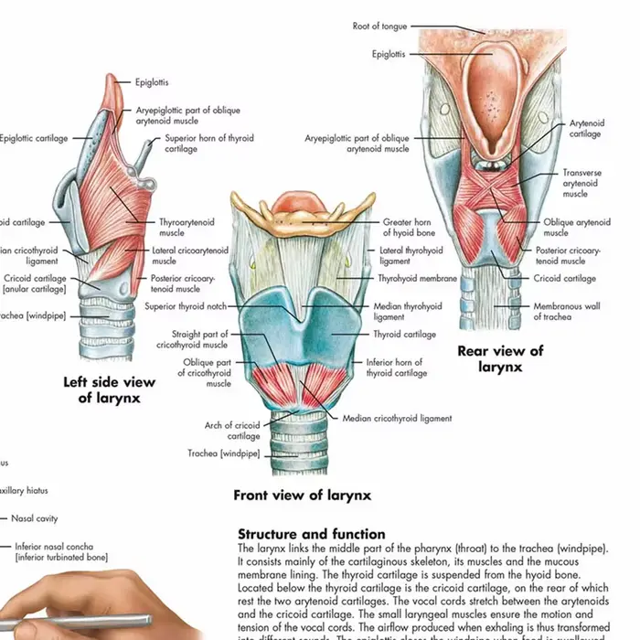 Affiches et impressions sur le larynx