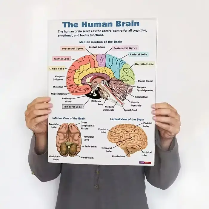 Affiche d'anatomie humaine